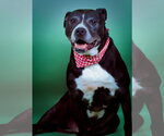 Small #2 Labrador Retriever Mix