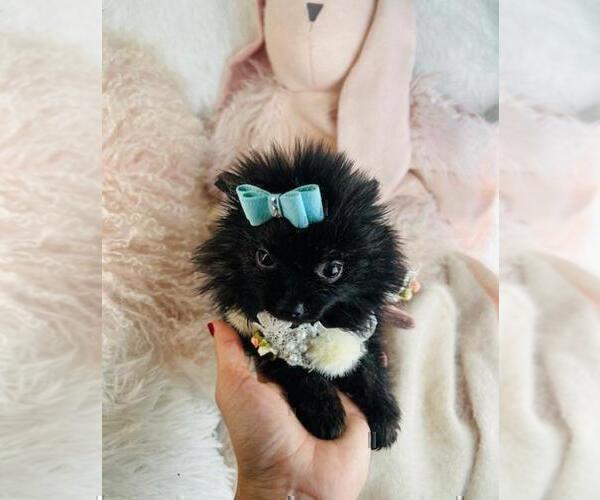 Medium Photo #15 Pomeranian Puppy For Sale in NAPLES, FL, USA