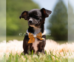 Small #1 Chihuahua