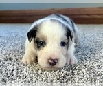 Small #2 Australian Shepherd