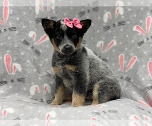 Australian Cattle Dog Puppy for sale in LAKELAND, FL, USA