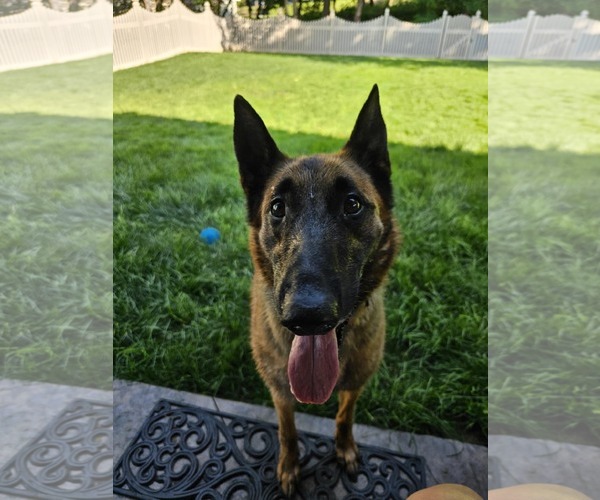 Medium Photo #7 Mutt Puppy For Sale in Stevens Point, WI, USA