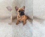 Small Photo #2 French Bulldog Puppy For Sale in AUBURN, WA, USA