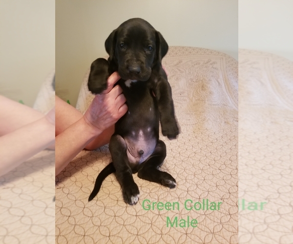 Medium Photo #2 Great Dane Puppy For Sale in MOUNT GILEAD, OH, USA
