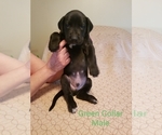 Small Photo #2 Great Dane Puppy For Sale in MOUNT GILEAD, OH, USA