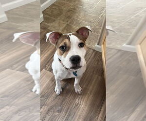 Mutt Dogs for adoption in Springdale, PA, USA