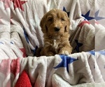 Small #1 Australian Labradoodle-Bernedoodle Mix