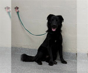 Mutt Dogs for adoption in Pasadena, TX, USA