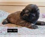 Small Photo #20 Shih Tzu Puppy For Sale in MANES, MO, USA