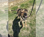 Small Photo #4 Mutt Puppy For Sale in Evansville, IN, USA