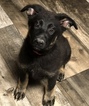 Small Photo #2 German Shepherd Dog Puppy For Sale in ALBANY, KY, USA