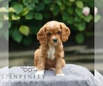 Small #2 Cavapoo