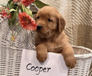 Golden Retriever Puppy for sale in OWEN, WI, USA