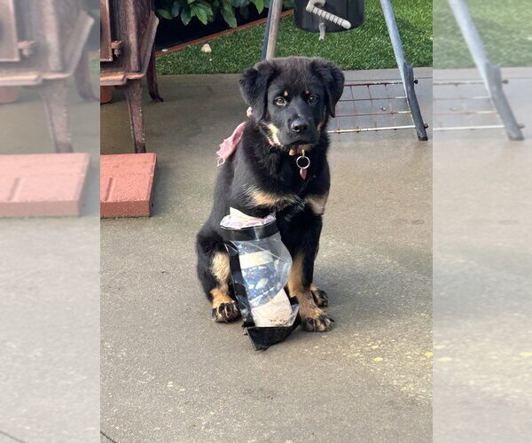 Medium Photo #10 German Shepherd Dog-Unknown Mix Puppy For Sale in West Sacramento, CA, USA