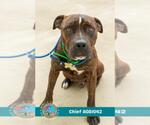 Small #1 Bulldog Mix