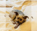 Small #1 Mutt