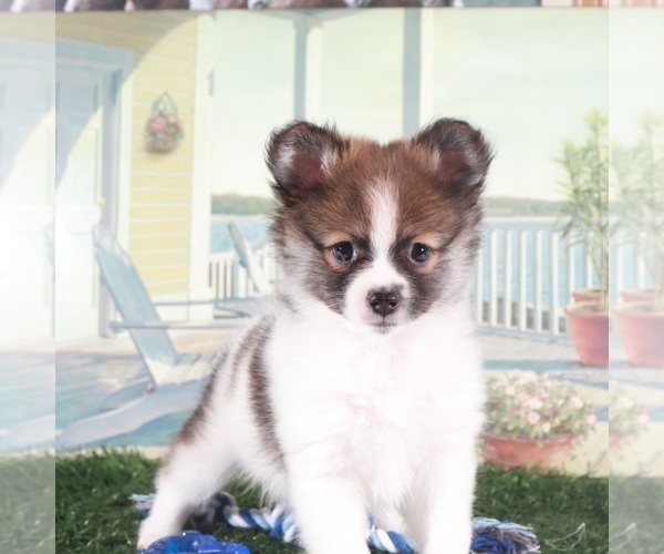 Medium Photo #1 Pomeranian Puppy For Sale in MOUNT VERNON, OH, USA