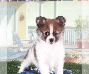 Pomeranian Puppy for sale in MOUNT VERNON, OH, USA
