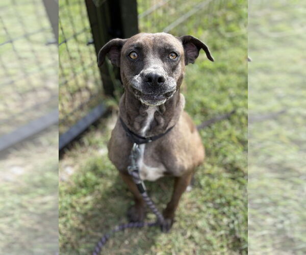 Medium Photo #5 Mutt Puppy For Sale in Virginia Beach, VA, USA