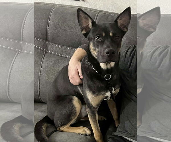 Medium Photo #1 German Shepherd Dog-Unknown Mix Puppy For Sale in Germantown, OH, USA