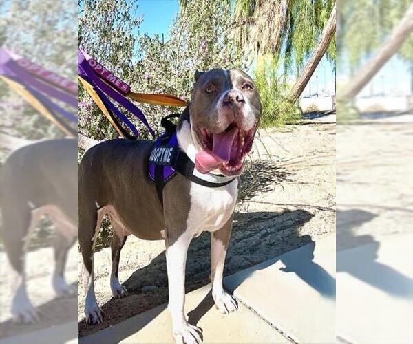 Medium Photo #2 American Pit Bull Terrier-Unknown Mix Puppy For Sale in Las Vegas, NV, USA