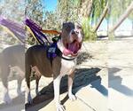 Small #1 American Pit Bull Terrier Mix