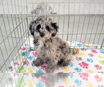 Small #4 Poodle (Miniature)