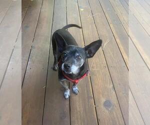 Chiweenie Dogs for adoption in Incline Village, NV, USA