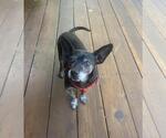 Small Chiweenie