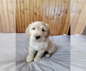 Goldendoodle Puppy for sale in COLUMBUS, MI, USA