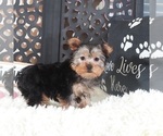 Small #3 Yorkshire Terrier