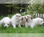 Small Photo #2 Great Pyrenees Puppy For Sale in TOWNSEND, MA, USA