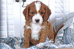Small Photo #4 Cavapoo Puppy For Sale in EPHRATA, PA, USA