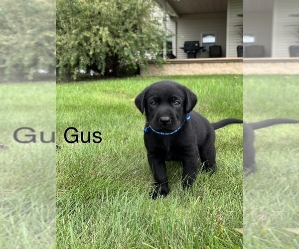 Medium Photo #14 Labrador Retriever Puppy For Sale in FREDERICKSBG, OH, USA
