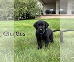 Small #13 Labrador Retriever