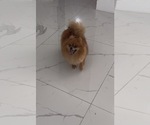 Small Photo #1 Pomeranian Puppy For Sale in CORAL SPRINGS, FL, USA