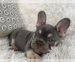 Small #5 French Bulldog
