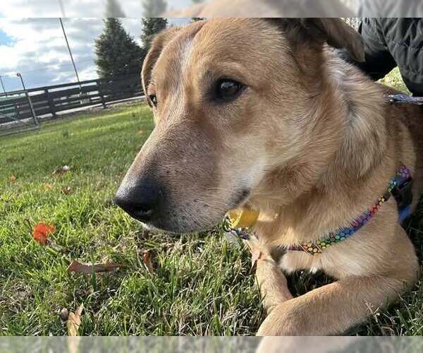 Medium Photo #2 Mutt Puppy For Sale in Louisville, KY, USA