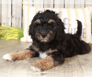 Goldendoodle (Miniature) Puppy for sale in MOUNT VERNON, OH, USA