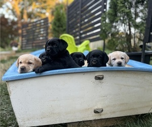 Labrador Retriever Litter for sale in EDGEWATER, MD, USA
