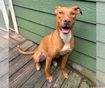 Small #3 Whippet Mix