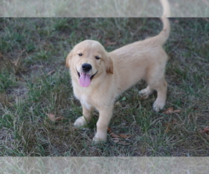 Golden Retriever Puppy for sale in LA RUSSELL, MO, USA