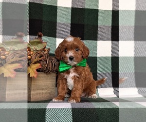 Cavapoo Puppy for sale in NEW PROVIDENCE, PA, USA