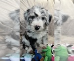 Small Photo #3 Bernedoodle-Sheepadoodle Mix Puppy For Sale in WOODSIDE, NY, USA
