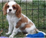 Puppy Puppy 4 Female Cavalier King Charles Spaniel