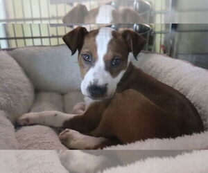 Mutt Dogs for adoption in Rockaway, NJ, USA