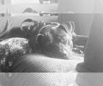 Small #2 American Staffordshire Terrier-Labrador Retriever Mix
