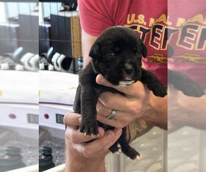 Medium Cane Corso