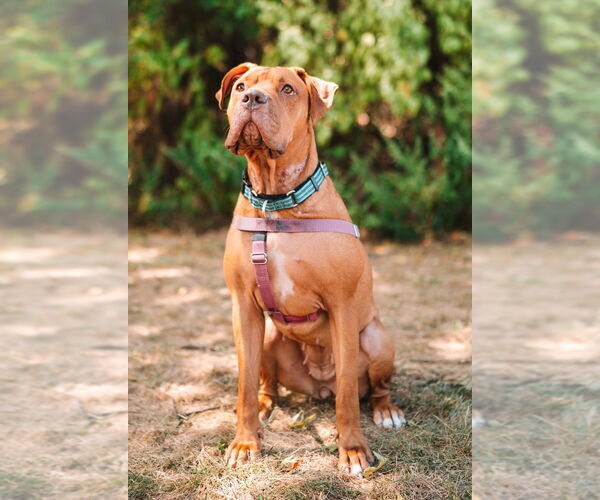 Medium Photo #2 American Staffordshire Terrier Puppy For Sale in Lawrenceville, NJ, USA