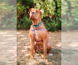 Clementine - Female American Staffordshire Terrier Dog for Adoption - Photo #2